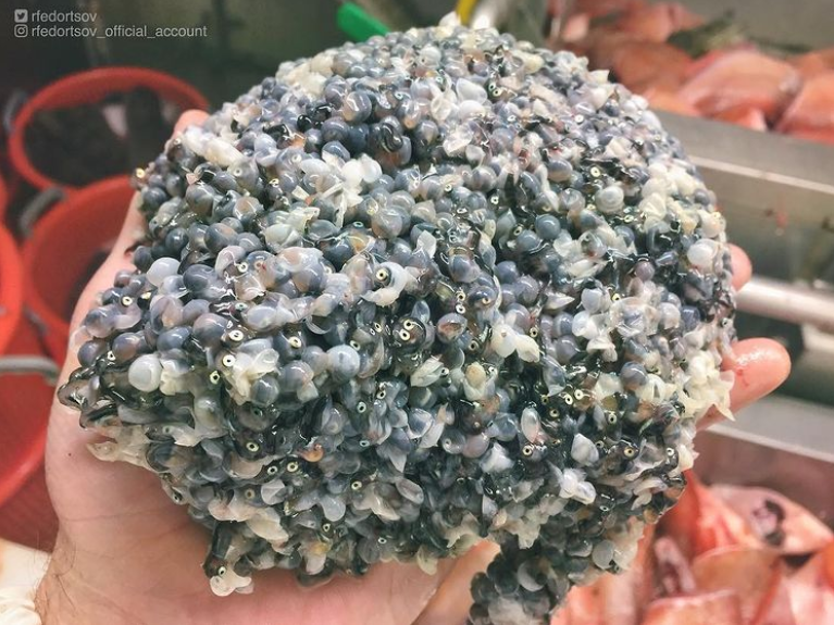 俄罗斯渔夫多年来不断捕到怪奇深海生物，感受来自深渊的恐惧（组图） - 15