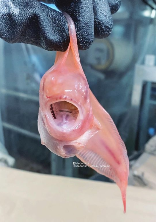 俄罗斯渔夫多年来不断捕到怪奇深海生物，感受来自深渊的恐惧（组图） - 42