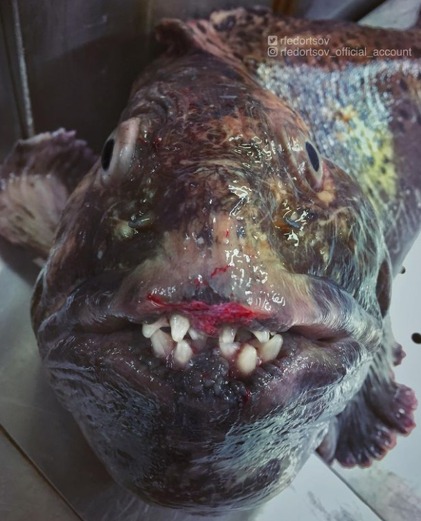 俄罗斯渔夫多年来不断捕到怪奇深海生物，感受来自深渊的恐惧（组图） - 21