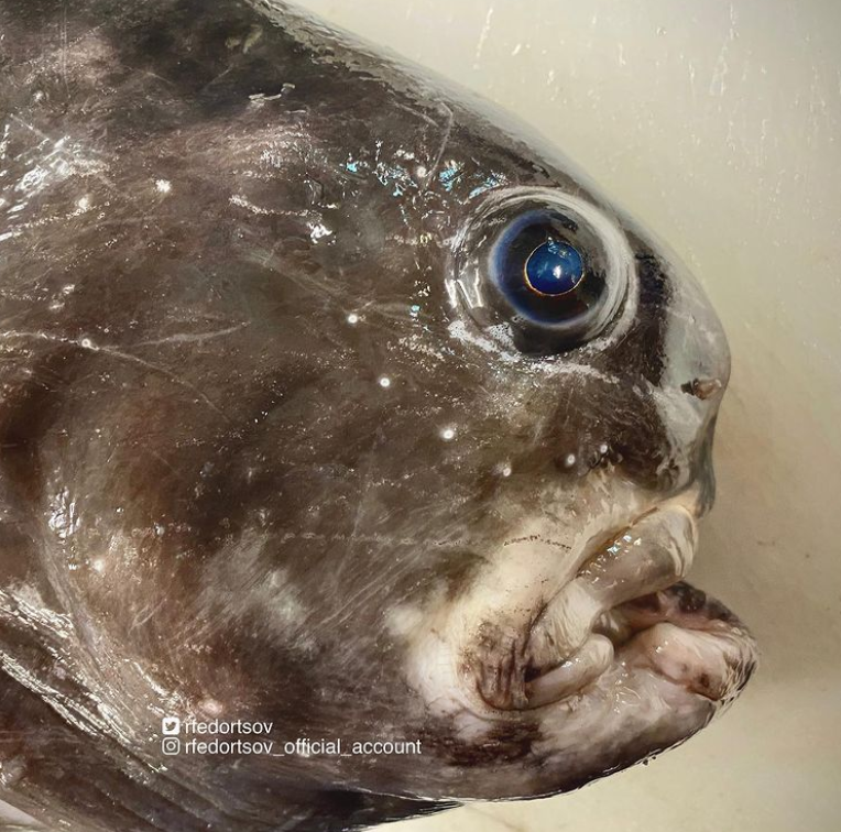 俄罗斯渔夫多年来不断捕到怪奇深海生物，感受来自深渊的恐惧（组图） - 40