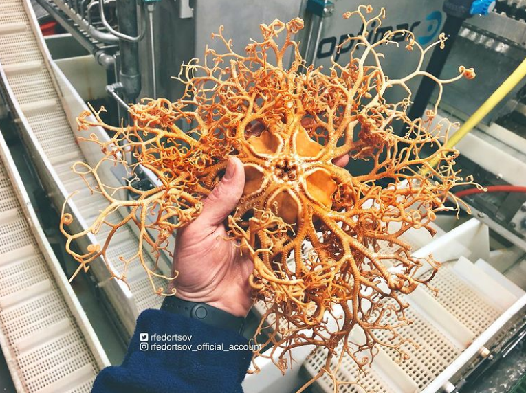 俄罗斯渔夫多年来不断捕到怪奇深海生物，感受来自深渊的恐惧（组图） - 12