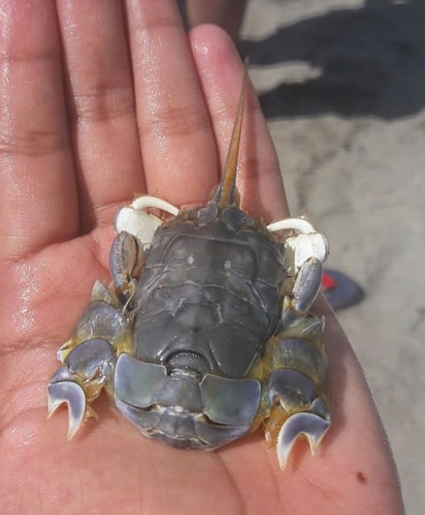 俄罗斯渔夫多年来不断捕到怪奇深海生物，感受来自深渊的恐惧（组图） - 9