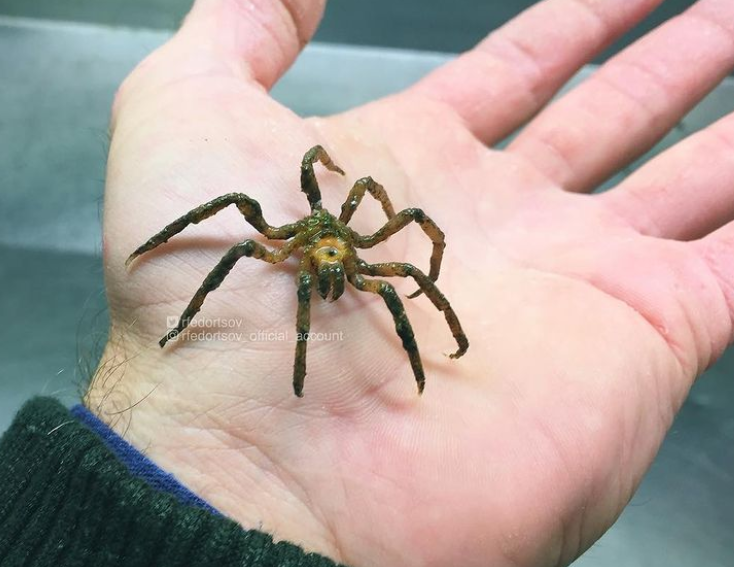 俄罗斯渔夫多年来不断捕到怪奇深海生物，感受来自深渊的恐惧（组图） - 19