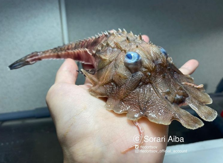俄罗斯渔夫多年来不断捕到怪奇深海生物，感受来自深渊的恐惧（组图） - 33