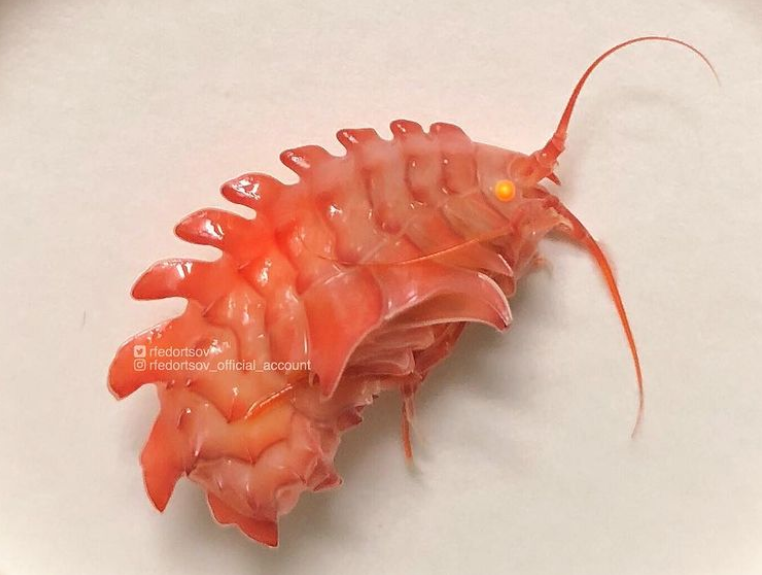 俄罗斯渔夫多年来不断捕到怪奇深海生物，感受来自深渊的恐惧（组图） - 7