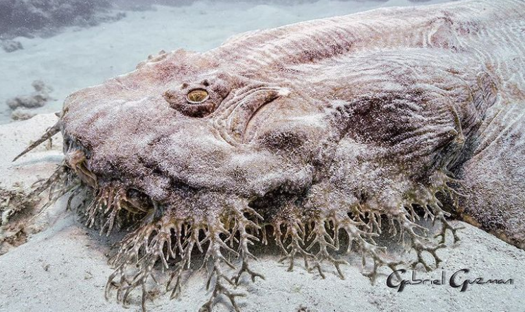 俄罗斯渔夫多年来不断捕到怪奇深海生物，感受来自深渊的恐惧（组图） - 22