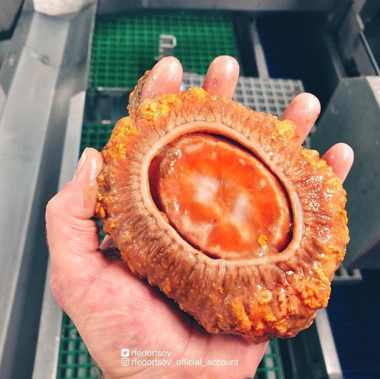 俄罗斯渔夫多年来不断捕到怪奇深海生物，感受来自深渊的恐惧（组图） - 32