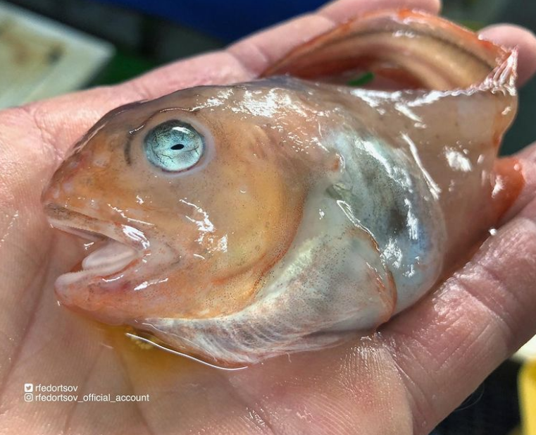 俄罗斯渔夫多年来不断捕到怪奇深海生物，感受来自深渊的恐惧（组图） - 30