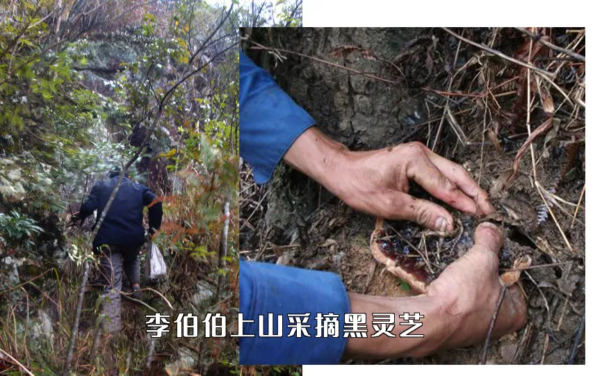 黑灵芝当归洗发露_黑灵芝是紫灵芝吗_赤灵芝和黑灵芝