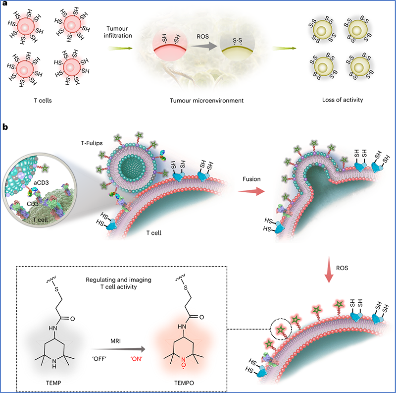 Nat Nanotechnol: 新型脂质体可视化调控T细胞活性与肿瘤治疗