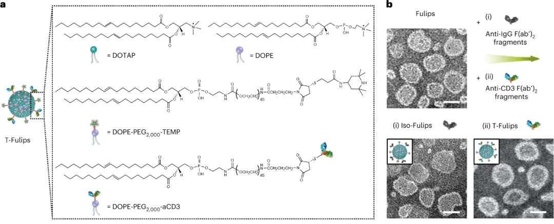 Nat Nanotechnol: 新型脂质体可视化调控T细胞活性与肿瘤治疗