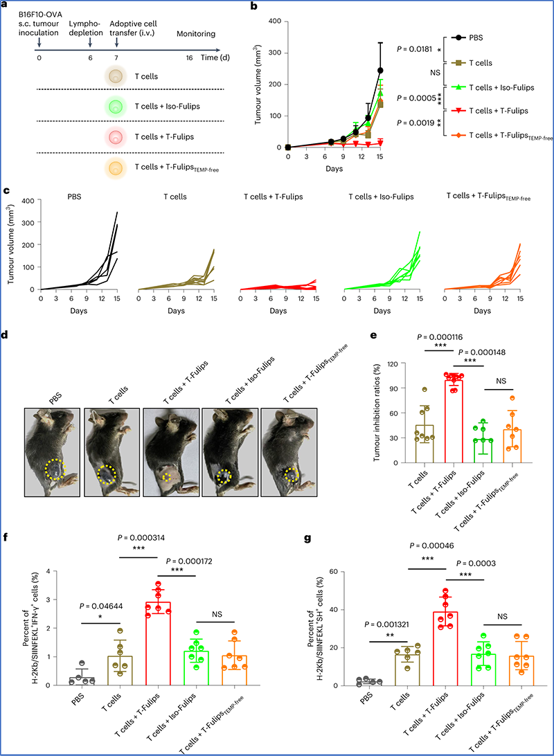 Nat Nanotechnol: 新型脂质体可视化调控T细胞活性与肿瘤治疗