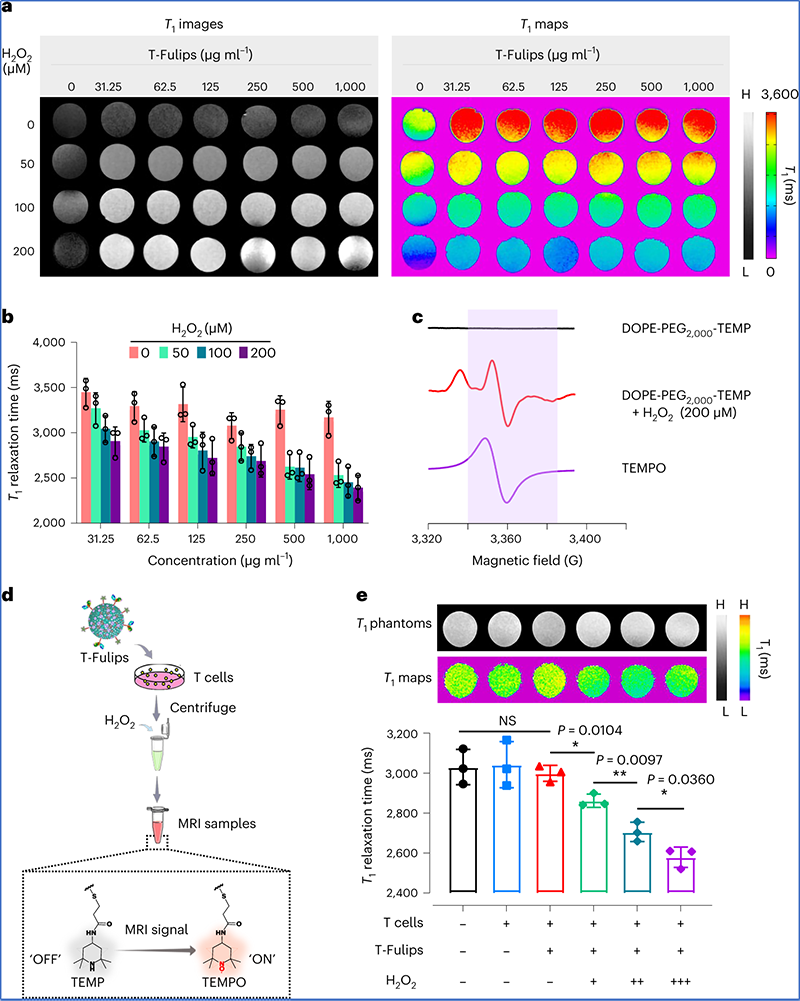 Nat Nanotechnol: 新型脂质体可视化调控T细胞活性与肿瘤治疗