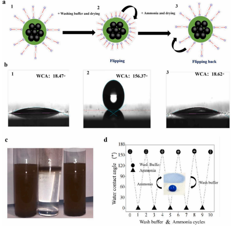 产品应用案例│可逆超疏水性翻转触发磁珠调节核酸的结合和分离进行超灵敏检测