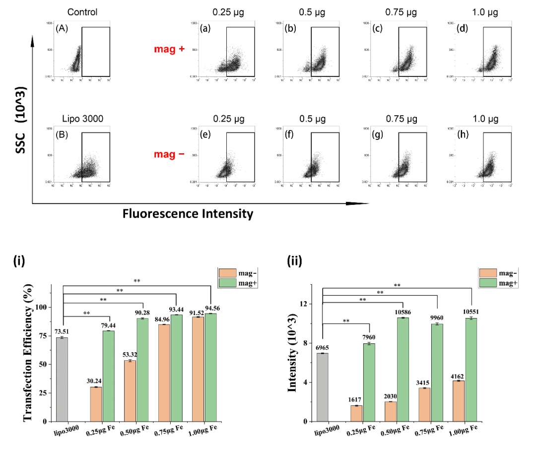 产学研合作： 氟化PEG-PEI磁转染载体递送siRNA敲低CXCR4表达