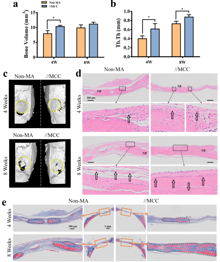 产品应用案例│各向异性磁机械刺激胶原涂层促进骨生成