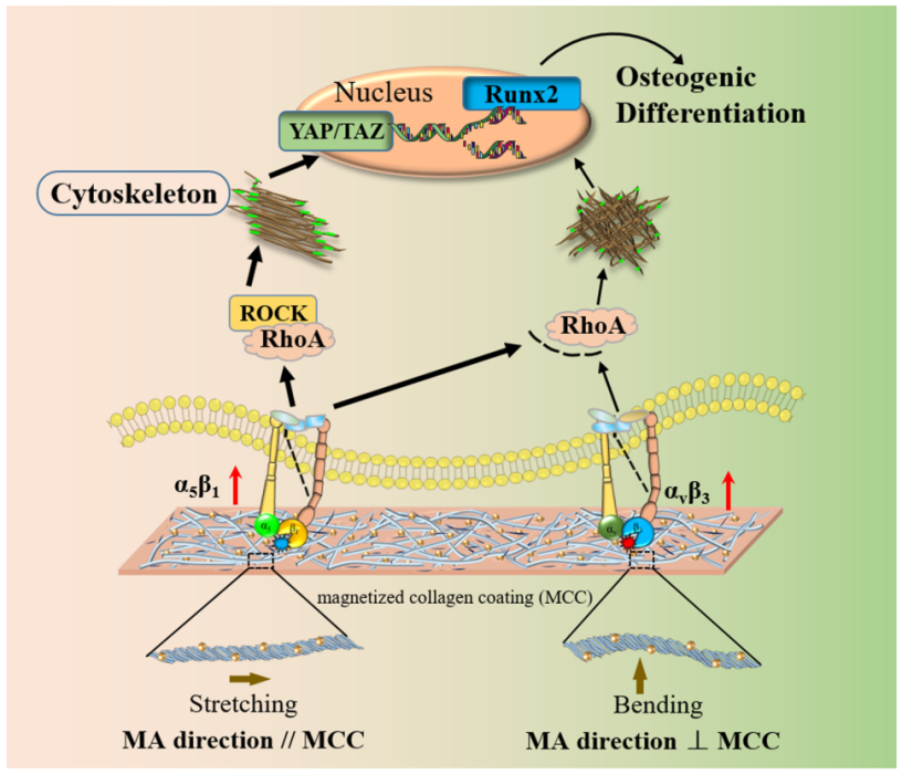产品应用案例│各向异性磁机械刺激胶原涂层促进骨生成