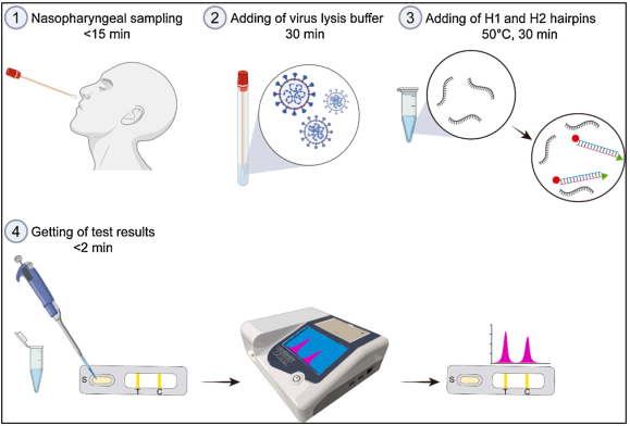 文献递送│SENSORS AND ACTUAT B-CHEM报道SARS-CoV-2病毒核酸快速现场检测的新方法