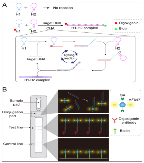文献递送│SENSORS AND ACTUAT B-CHEM报道SARS-CoV-2病毒核酸快速现场检测的新方法