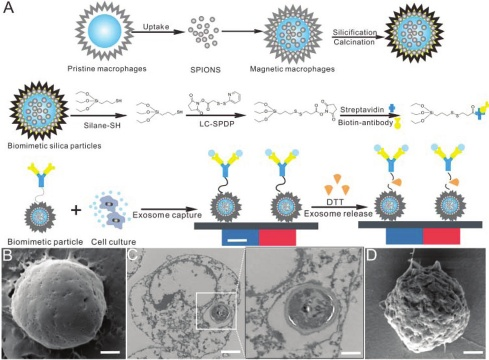 产品应用案例│RGD修饰的外泌体用于增强靶向、协同促进血管新生治疗