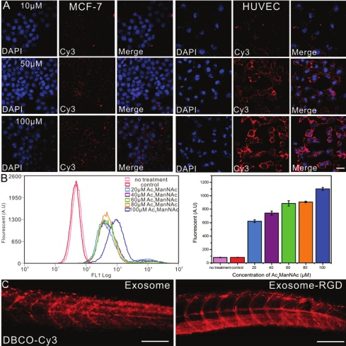 产品应用案例│RGD修饰的外泌体用于增强靶向、协同促进血管新生治疗