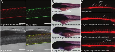 产品应用案例│RGD修饰的外泌体用于增强靶向、协同促进血管新生治疗