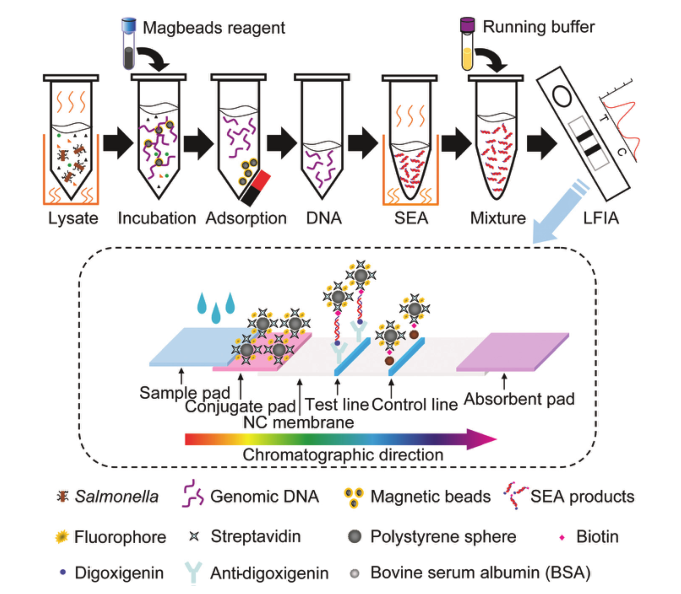 产品应用案例|等温扩增联合荧光免疫层析实现沙门氏菌的快速定量检测