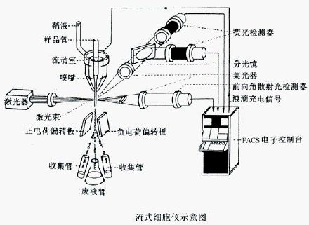 流式细胞仪检测细胞周期原理和方法 学甫无境 微信公众号文章阅读 Wemp