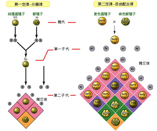 孟德尔三大遗传定律_孟德尔 遗传定律_孟德尔遗传定律和自由组合定律