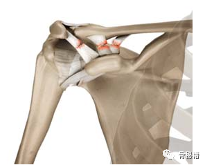 关于肩锁关节解剖与影像，一文了解！