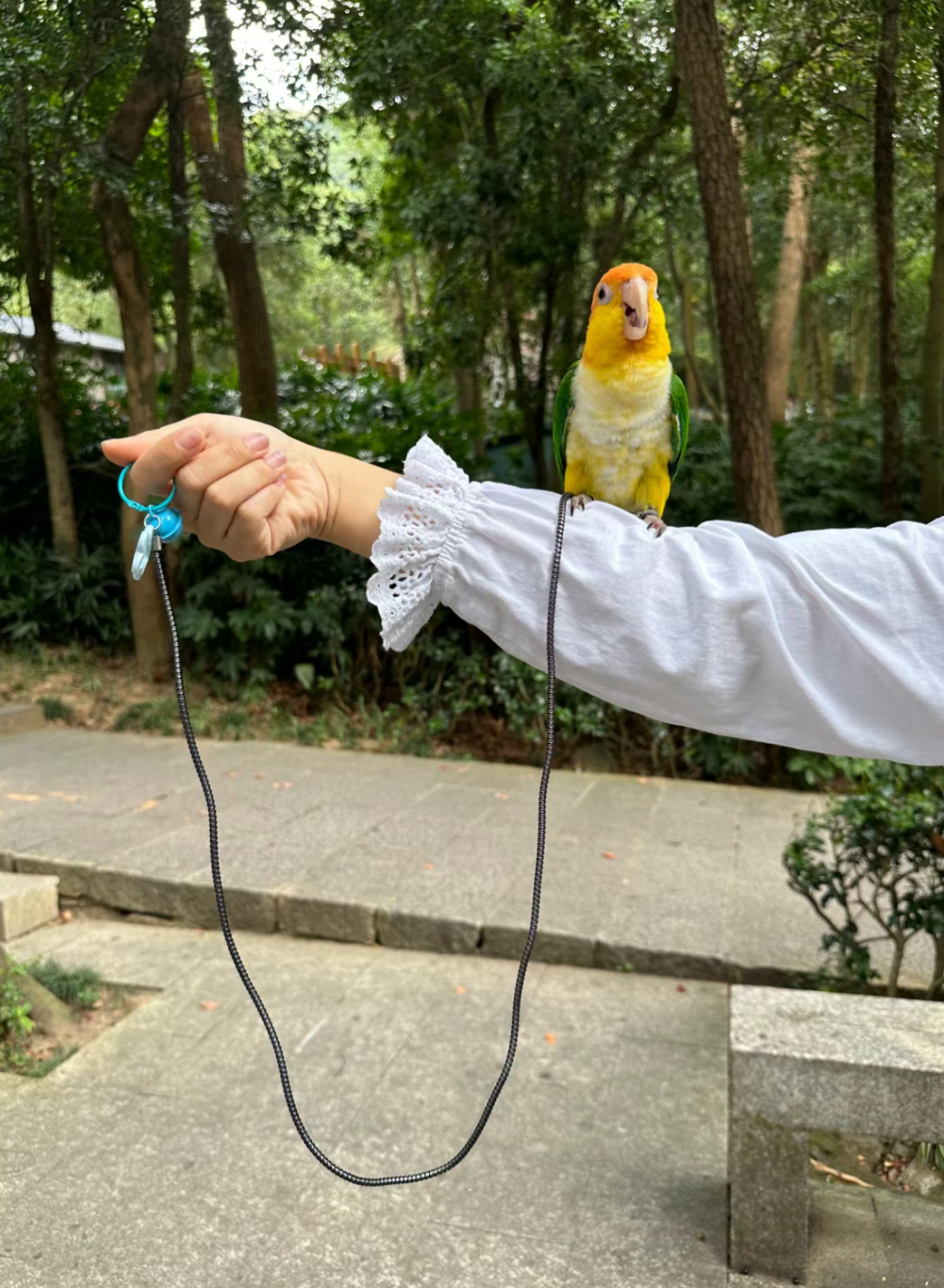 年轻人遛鸟神器