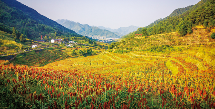 上安村的高粱地.