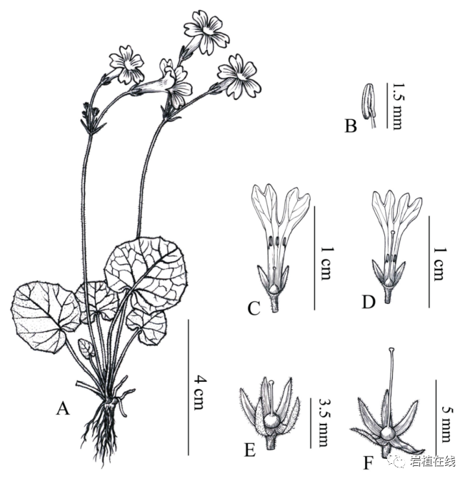 积雪草 不 是积雪草叶报春 全网搜