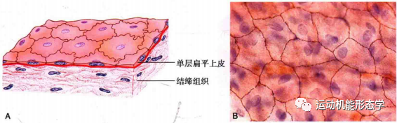 上皮细胞用什么染色被覆上皮组织的形态结构与功能及HE染色法_https://www.jmylbn.com_新闻资讯_第1张