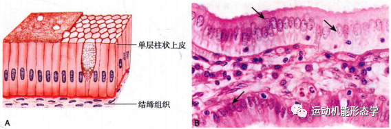 上皮细胞用什么染色被覆上皮组织的形态结构与功能及HE染色法_https://www.jmylbn.com_新闻资讯_第3张