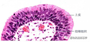 上皮细胞用什么染色被覆上皮组织的形态结构与功能及HE染色法_https://www.jmylbn.com_新闻资讯_第6张