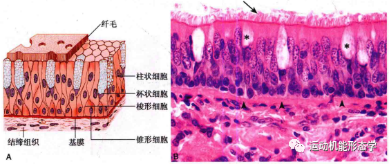 上皮细胞用什么染色被覆上皮组织的形态结构与功能及HE染色法_https://www.jmylbn.com_新闻资讯_第4张