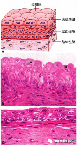 上皮细胞用什么染色被覆上皮组织的形态结构与功能及HE染色法_https://www.jmylbn.com_新闻资讯_第7张