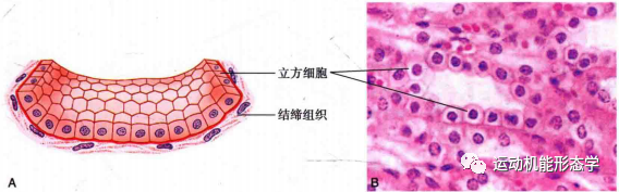 上皮细胞用什么染色被覆上皮组织的形态结构与功能及HE染色法_https://www.jmylbn.com_新闻资讯_第2张