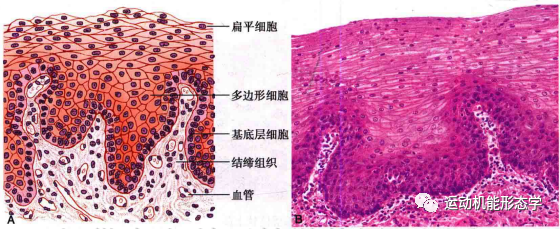 上皮细胞用什么染色被覆上皮组织的形态结构与功能及HE染色法_https://www.jmylbn.com_新闻资讯_第5张