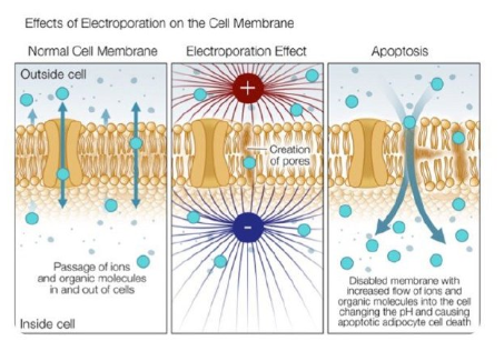 多极射频是什么射频可以改善哪些皮肤问题？医美射频和家用射频盘点_https://www.jmylbn.com_新闻资讯_第9张