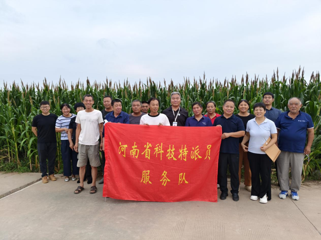 护航秋收：河南科技特派员为玉米“把脉开方”