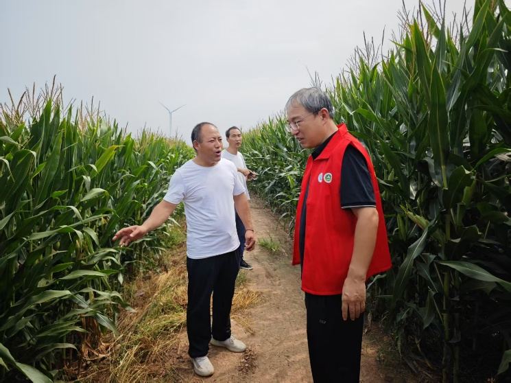 护航秋收：河南科技特派员为玉米“把脉开方”