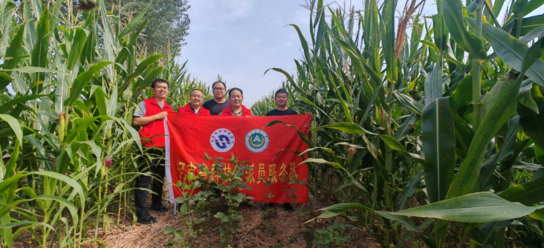 护航秋收：河南科技特派员为玉米“把脉开方”