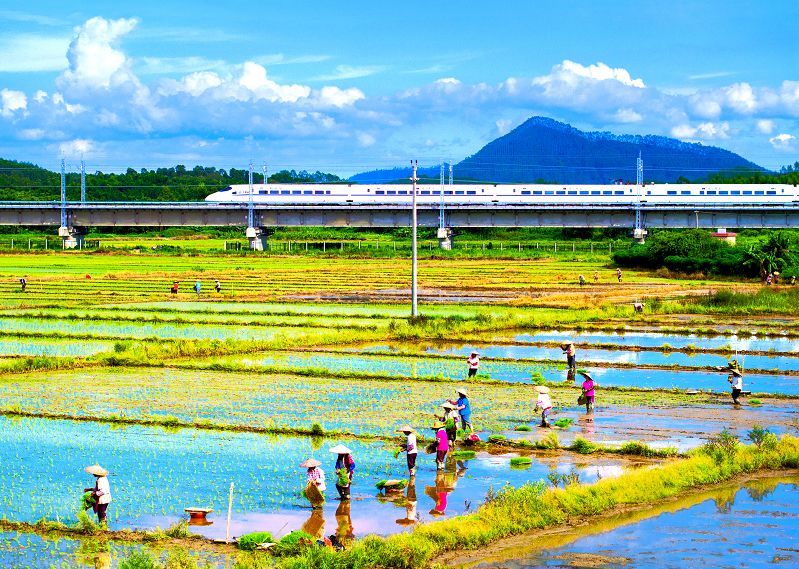 格桑花、禾雀花盛放，黃沙蜆上市……啊啊啊這才是江門春天的味道！ 旅遊 第12張