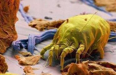 你知道螨虫为什么会导致过敏性鼻炎发作吗？