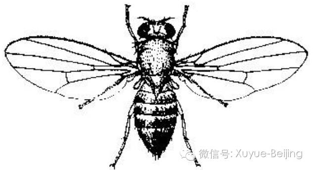 8月中旬,nature(536, 7616)连续刊登了三项关于果蝇(drosophila)的