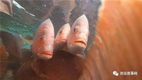 农村创业好项目养殖类_创业项目养殖鱼_苏北农村养殖创业项目