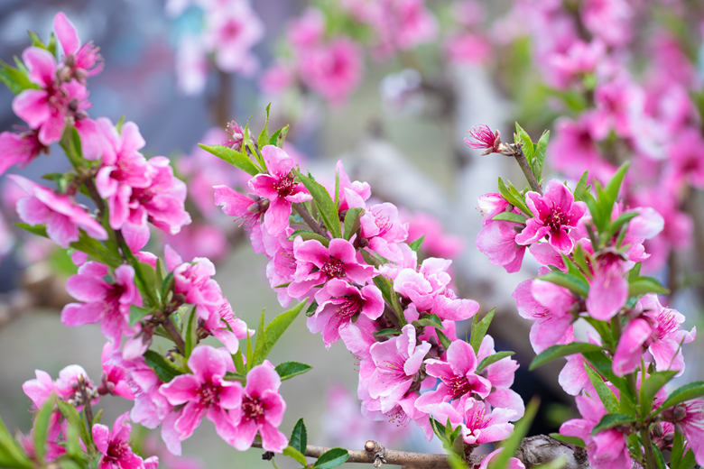 错过就要等一年攀枝花又一处桃花朵朵开