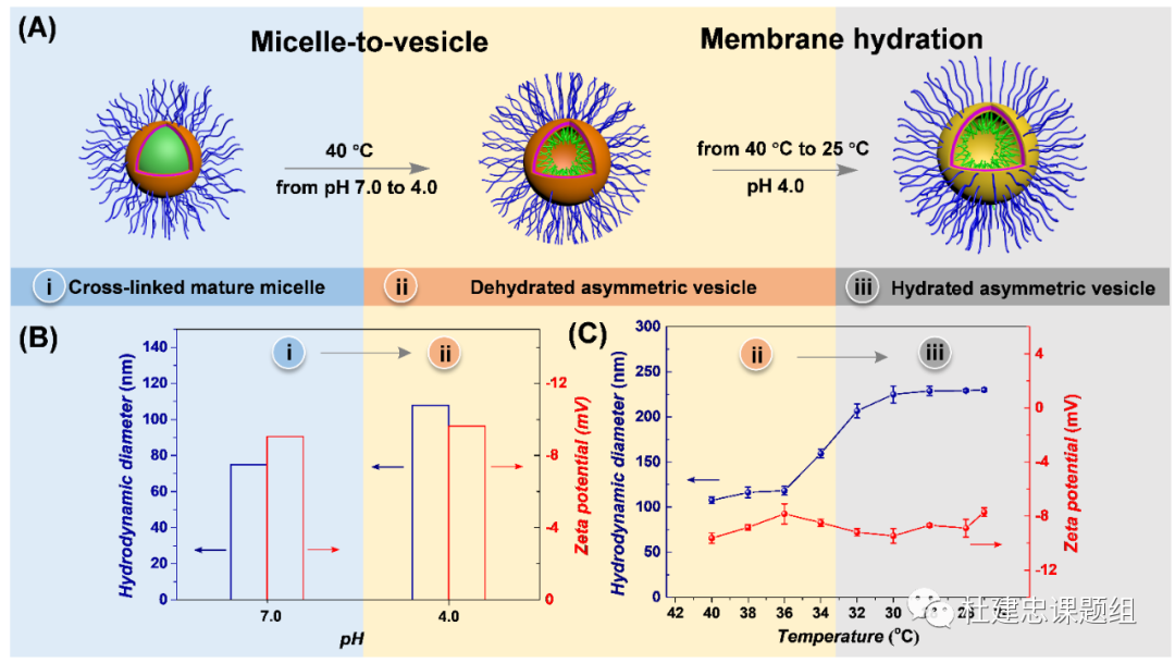 同濟(jì)大學(xué)杜建忠教授課題組Macromolecules封面論文：完全非對(duì)稱冠囊泡的圖5